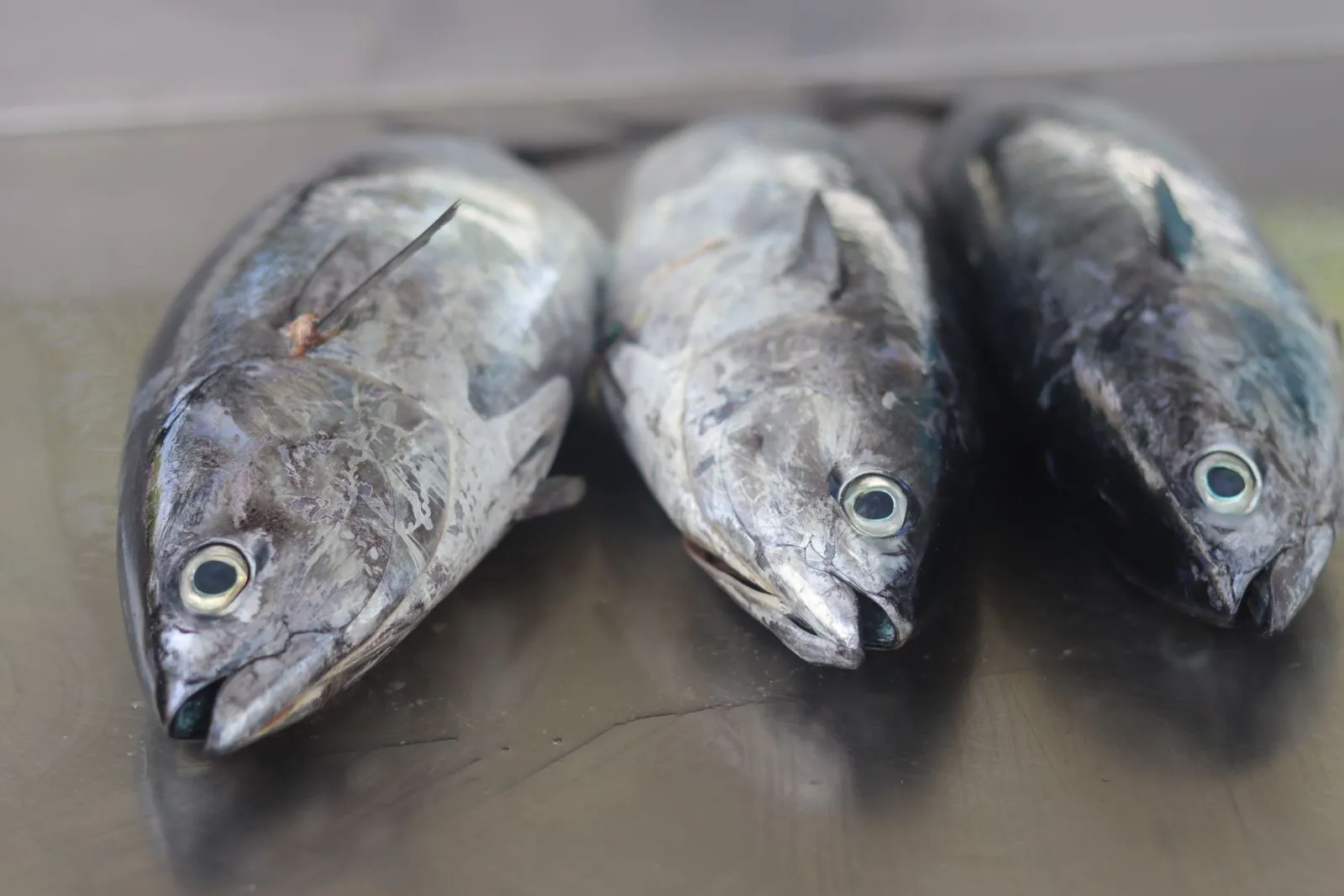 How to Choose a Fresh Whole Fish